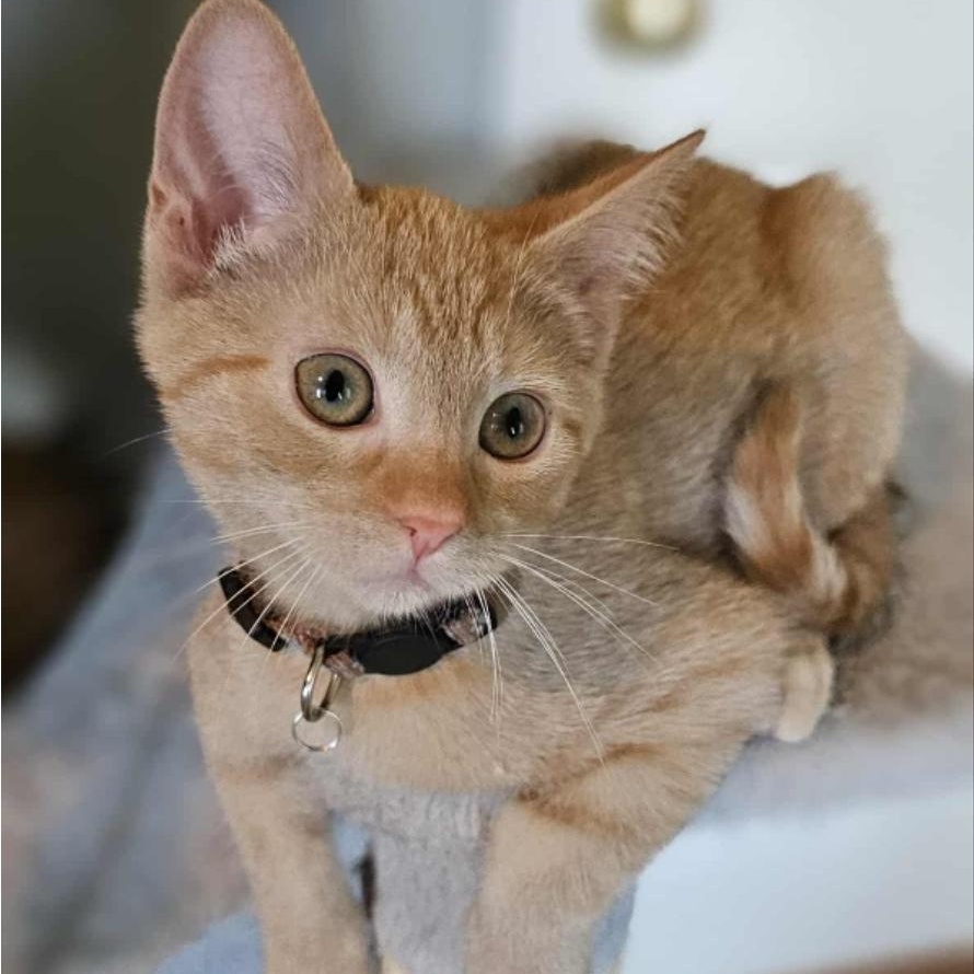 Enlarge Princess Merida, an adopted Domestic Short Hair in Yukon, OK image 1/2