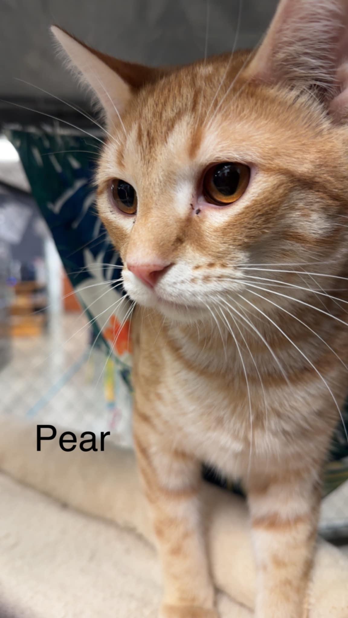 Pear photo 1