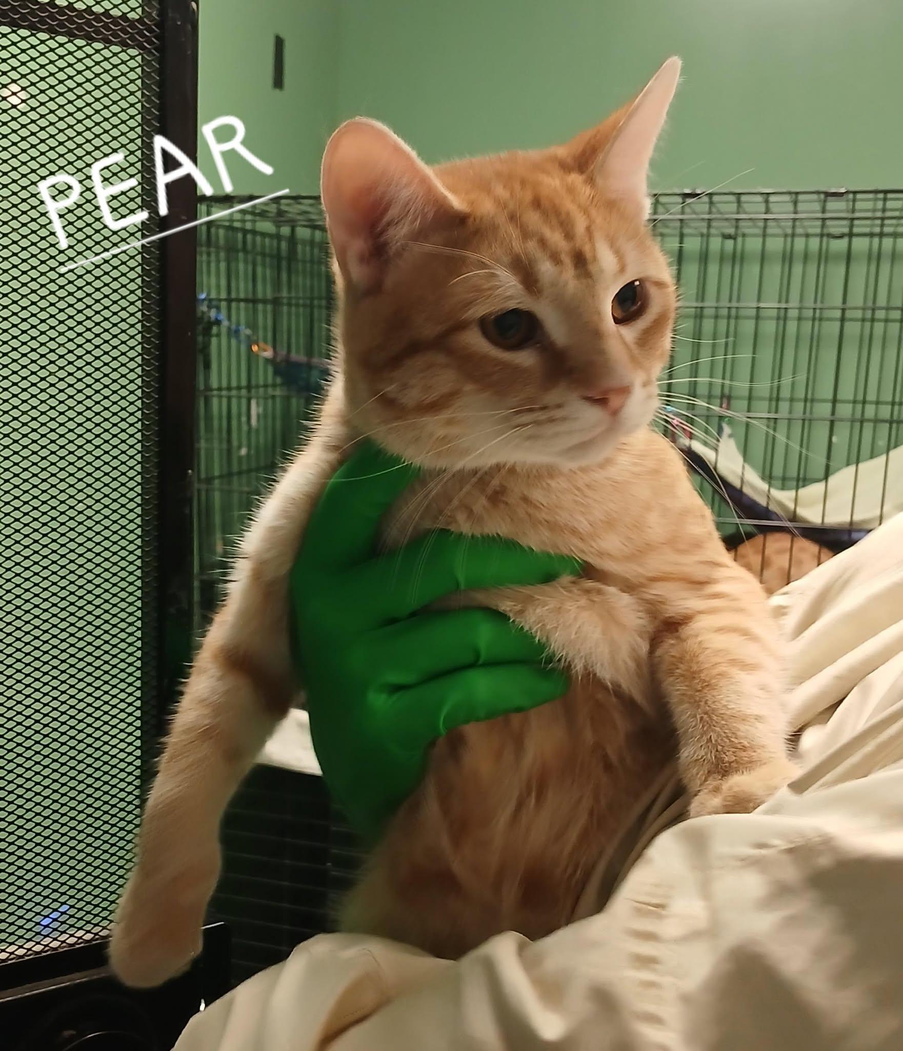 Pear photo 3