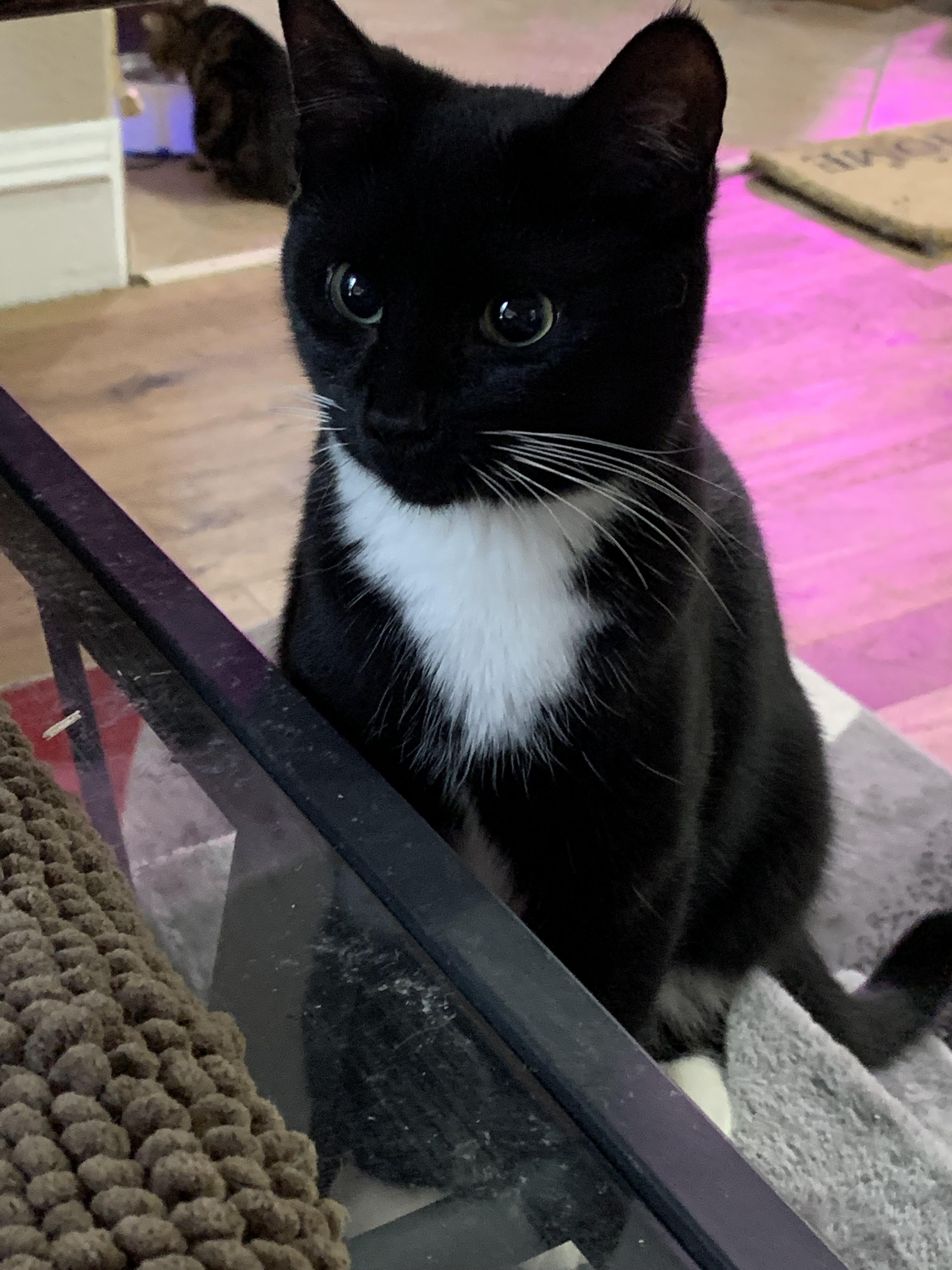 Enlarge Baby Tucker, a ADOPTABLE American Shorthair in Milbank, SD image 1/1