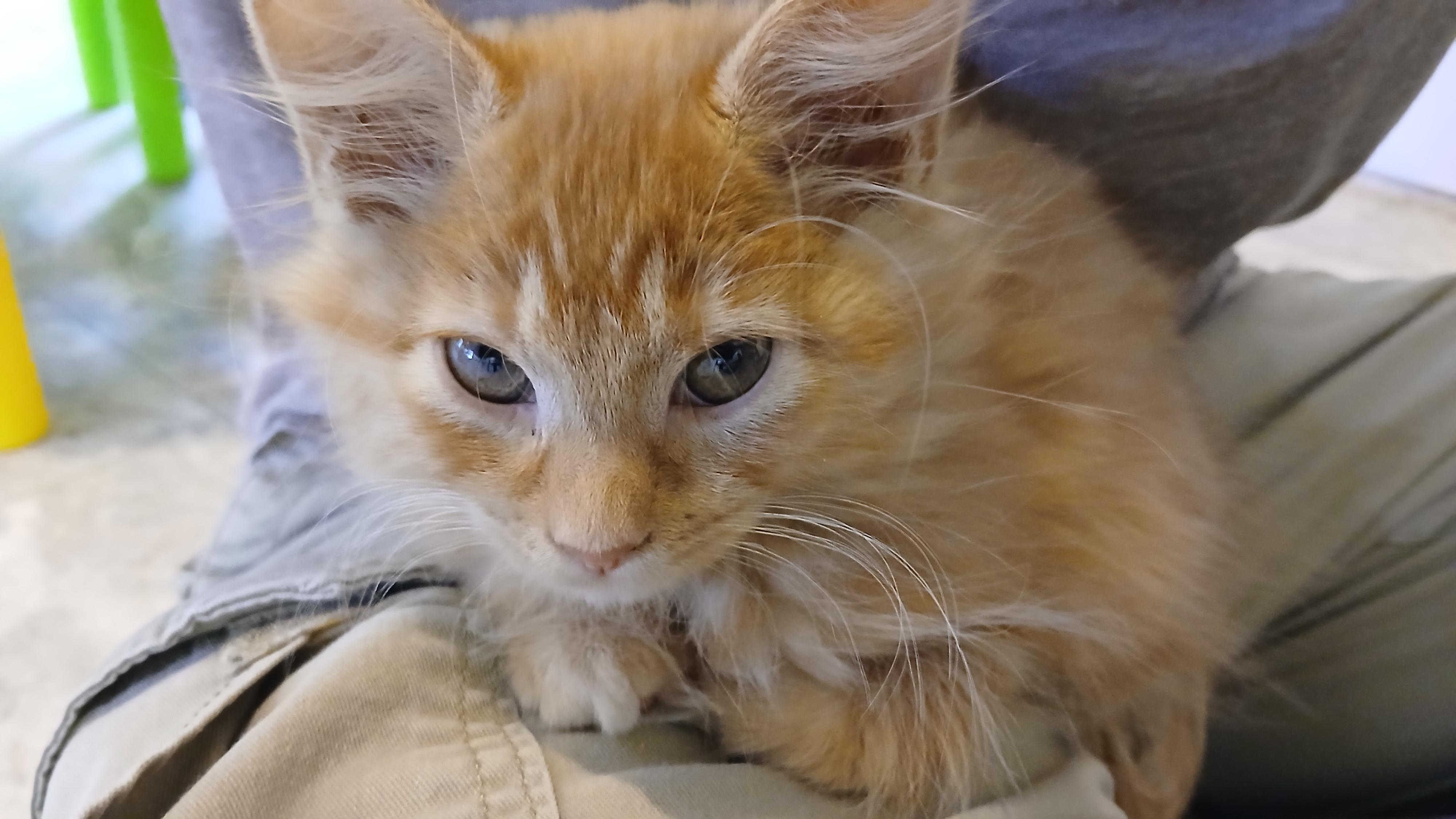 Enlarge Rika, an adoption pending Domestic Long Hair in Cullowhee, NC image 3/3