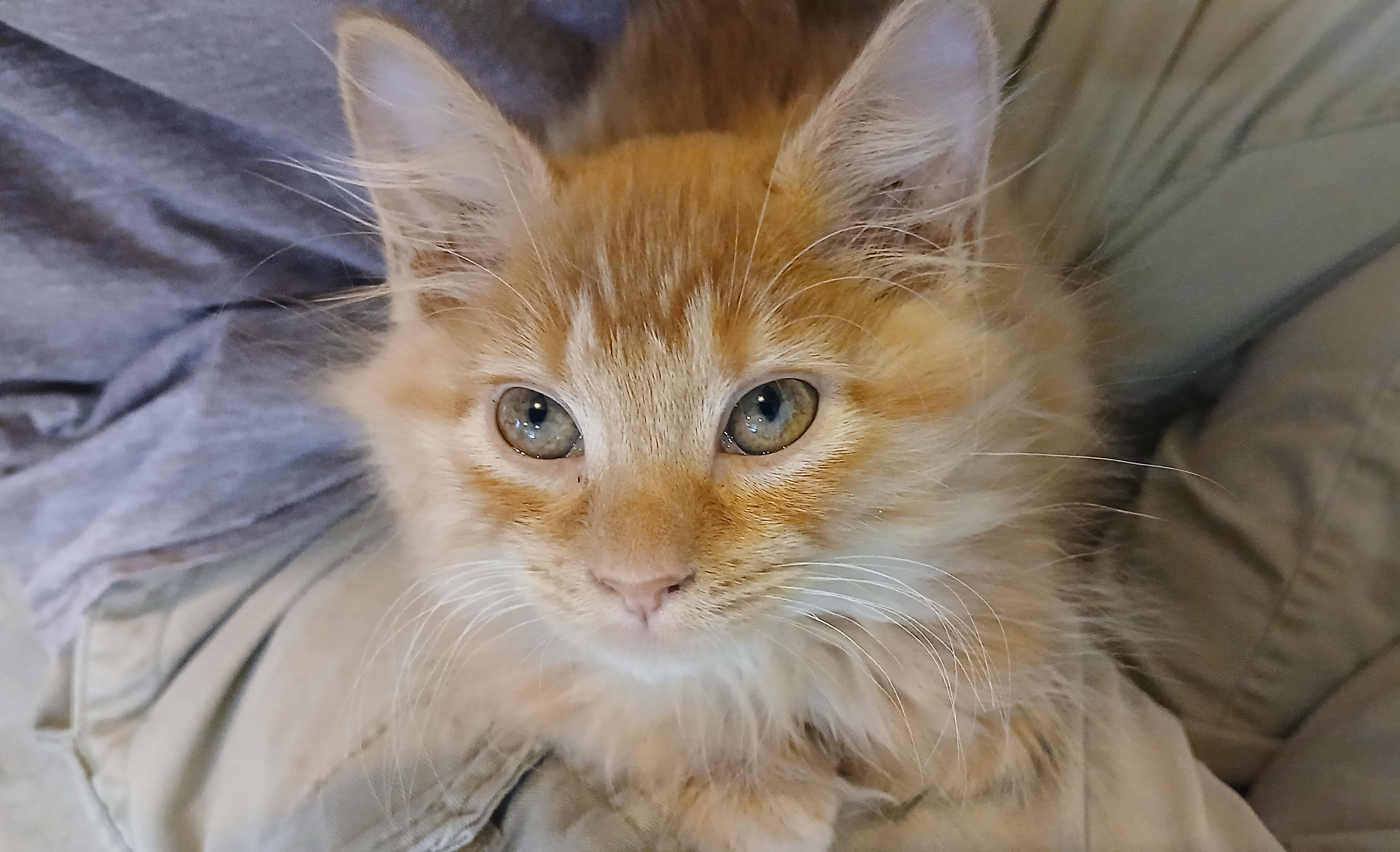 Rika, adopted, Kitten Female Domestic Long Hair.