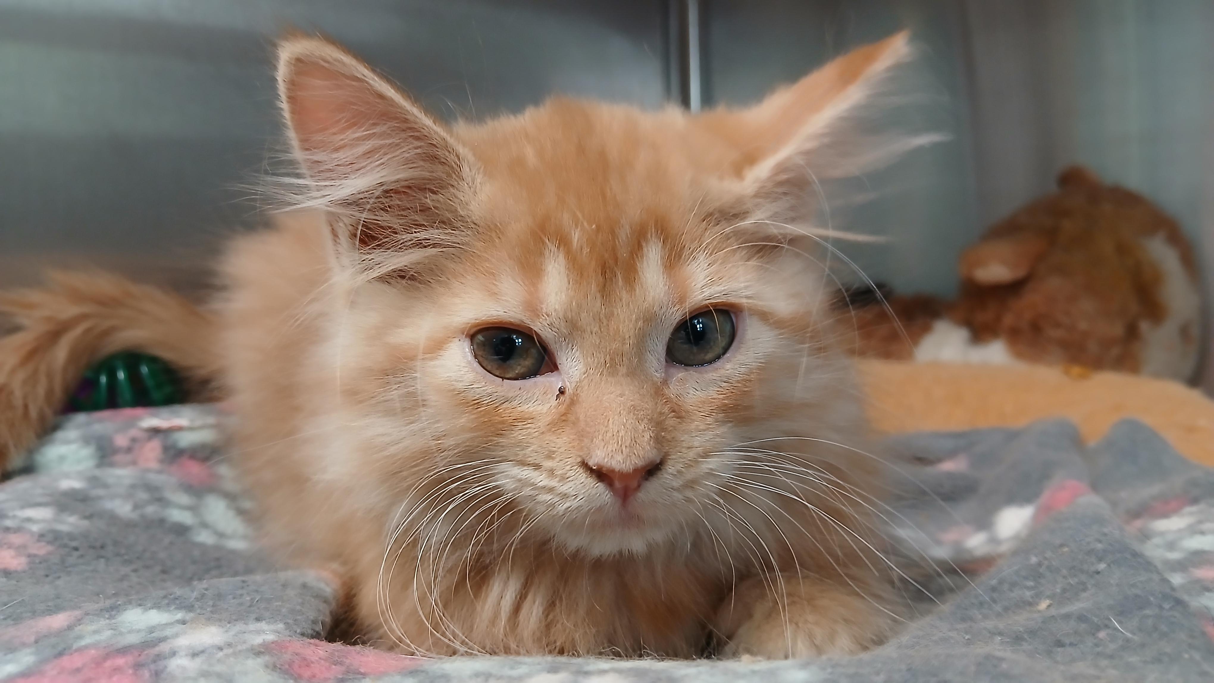 Enlarge Rika, an adoption pending Domestic Long Hair in Cullowhee, NC image 2/3