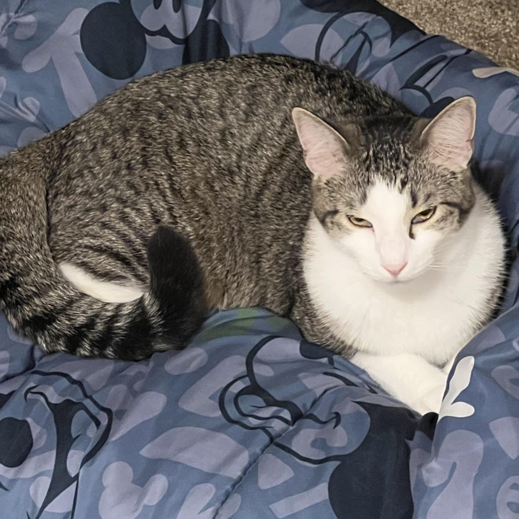 Basilisk, Adoptable, Adult Male Domestic Short Hair.