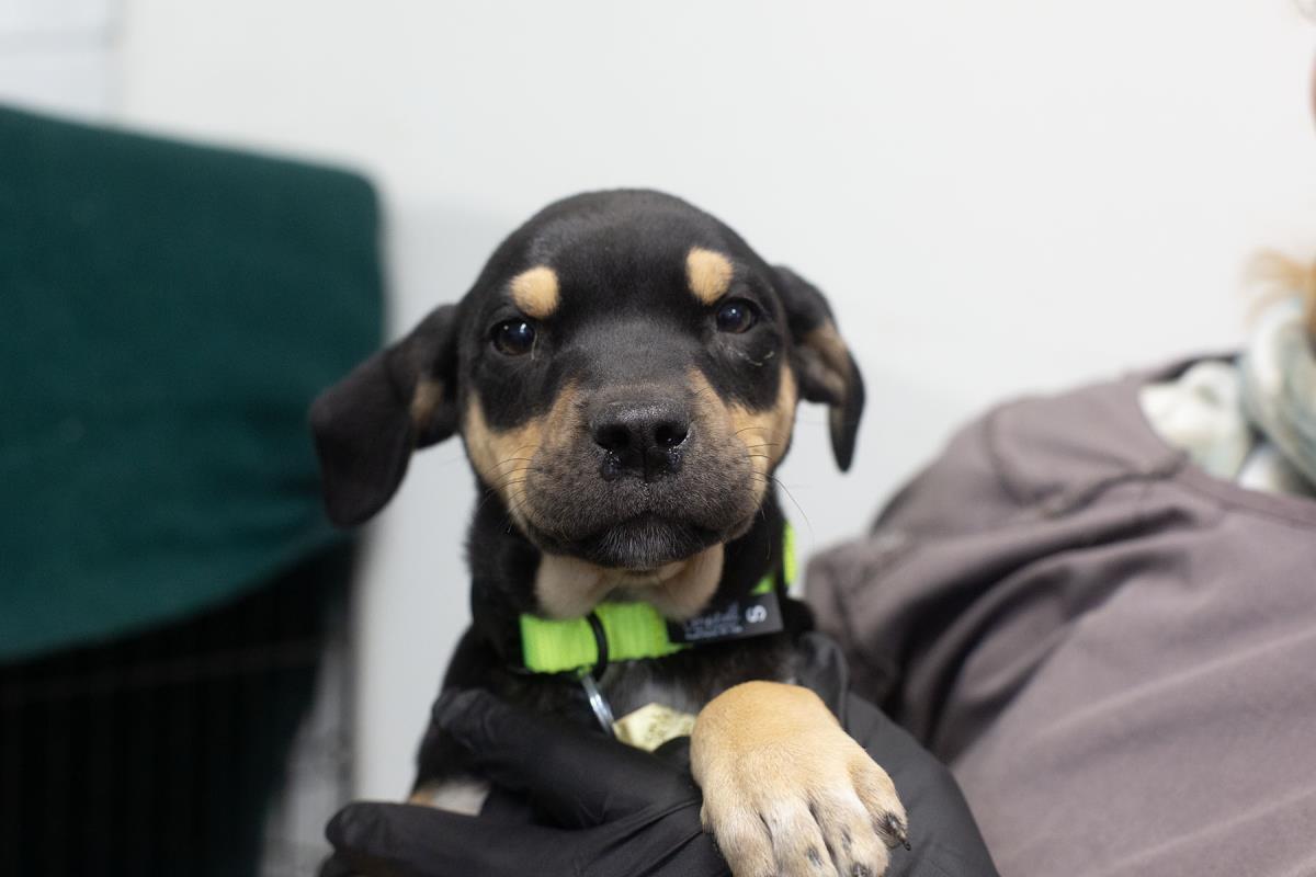 Willow, Adoptable, Puppy Female Labrador Retriever.