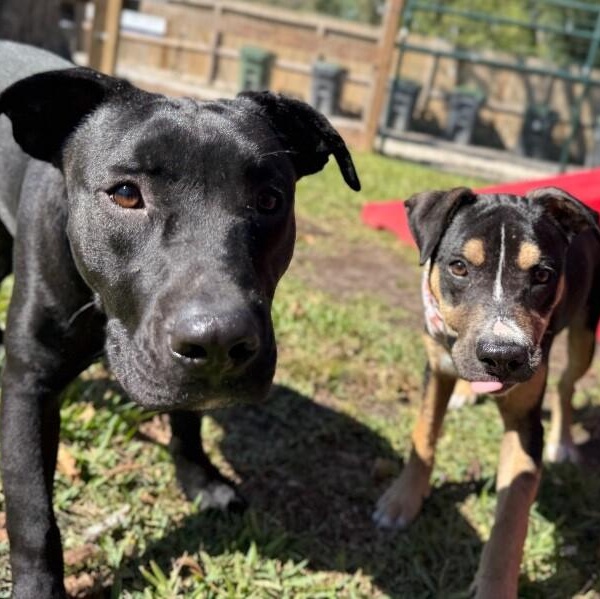 Willow is Wiggles and Wonderful — thumbnail 4