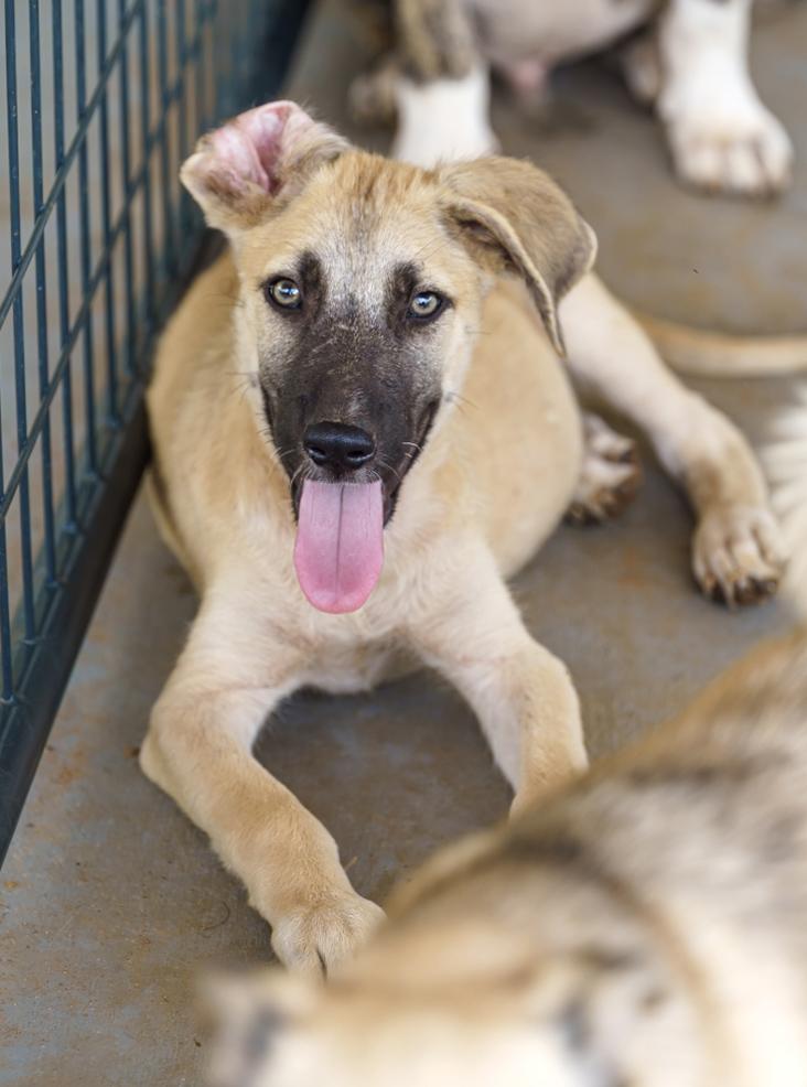 Enlarge Greco, a Adoptable mixed breed in Marble Falls, TX image 1/5