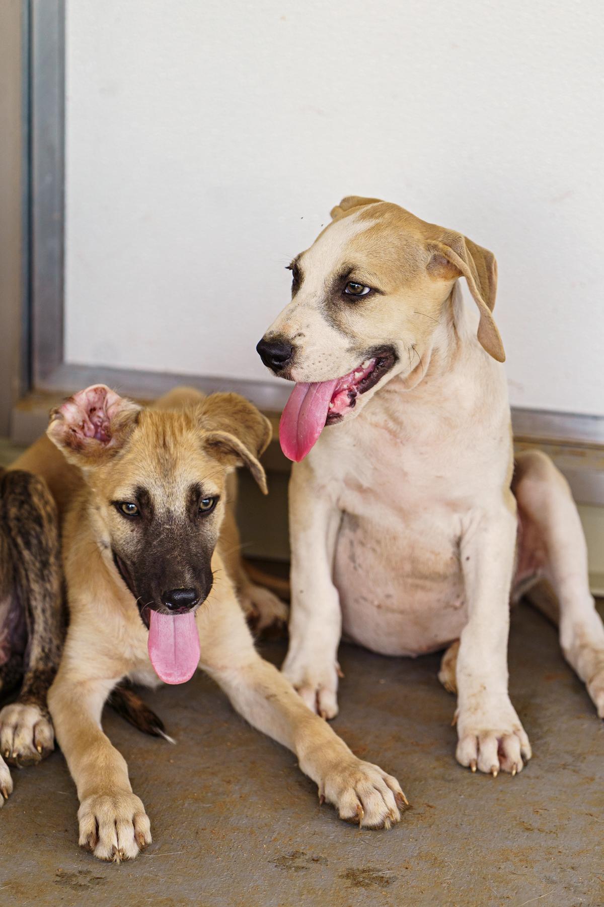 Enlarge Greco, a Adoptable mixed breed in Marble Falls, TX image 3/5