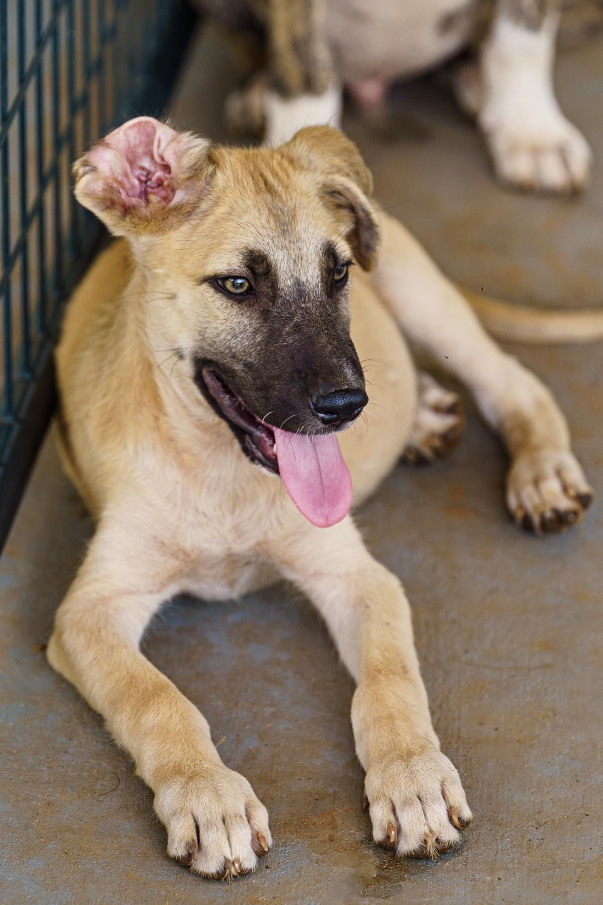 Enlarge Greco, a Adoptable mixed breed in Marble Falls, TX image 4/5