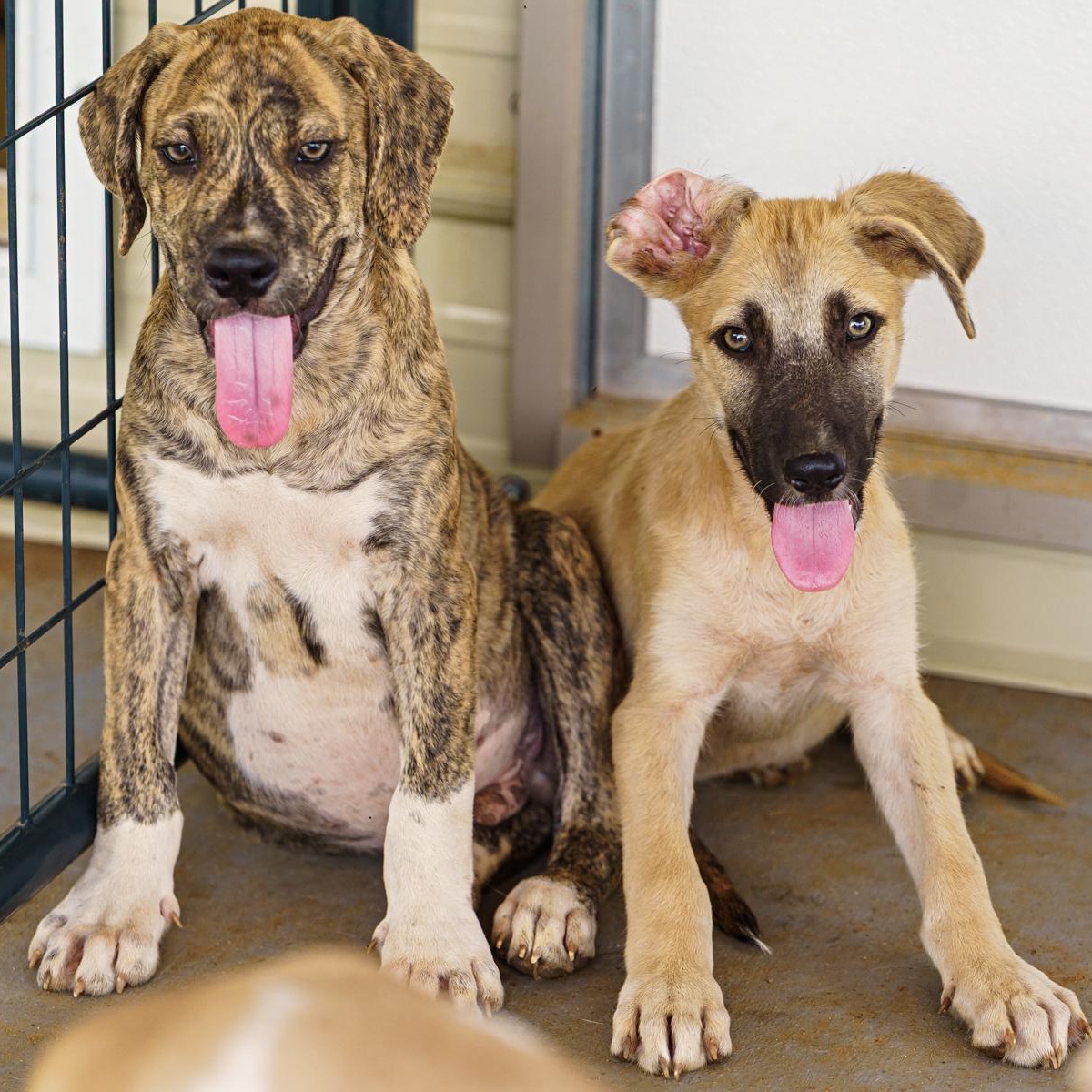 Enlarge Greco, a Adoptable mixed breed in Marble Falls, TX image 2/5