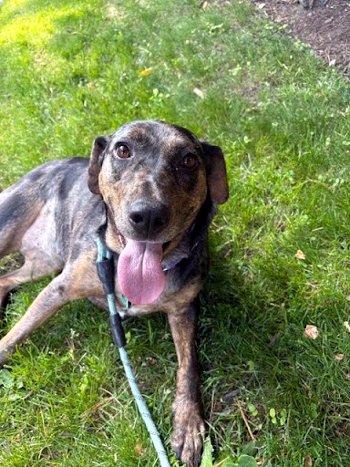 Enlarge Piper, a Adoptable Catahoula Leopard Dog in Bedford Hills, NY image 2/6