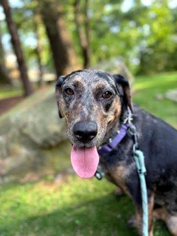 Enlarge Piper, a Adoptable Catahoula Leopard Dog in Bedford Hills, NY image 3/6