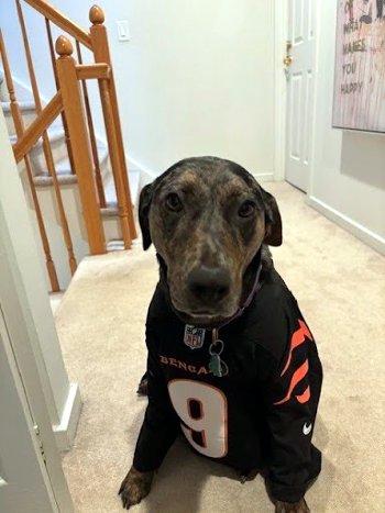 Enlarge Piper, a Adoptable Catahoula Leopard Dog in Bedford Hills, NY image 4/6