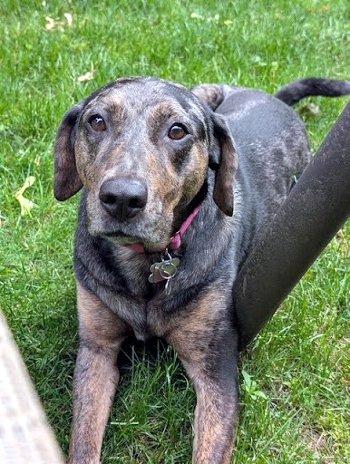 Piper, Adoptable, Adult Female Catahoula Leopard Dog.