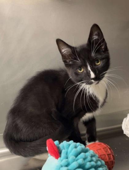 Peppy, Adoptable, Adult Male Domestic Short Hair & Domestic Short Hair.