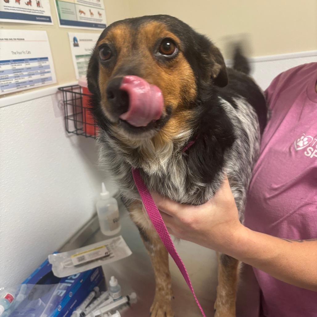 Queenie, Adoptable, Adult Female Australian Cattle Dog / Blue Heeler.