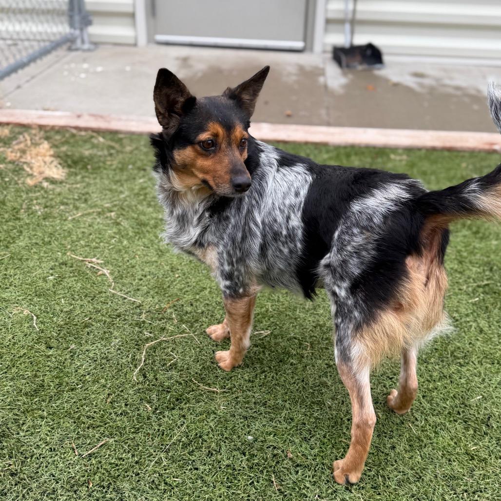 Enlarge Queenie, a Adoptable Australian Cattle Dog / Blue Heeler in Tulsa, OK image 3/6
