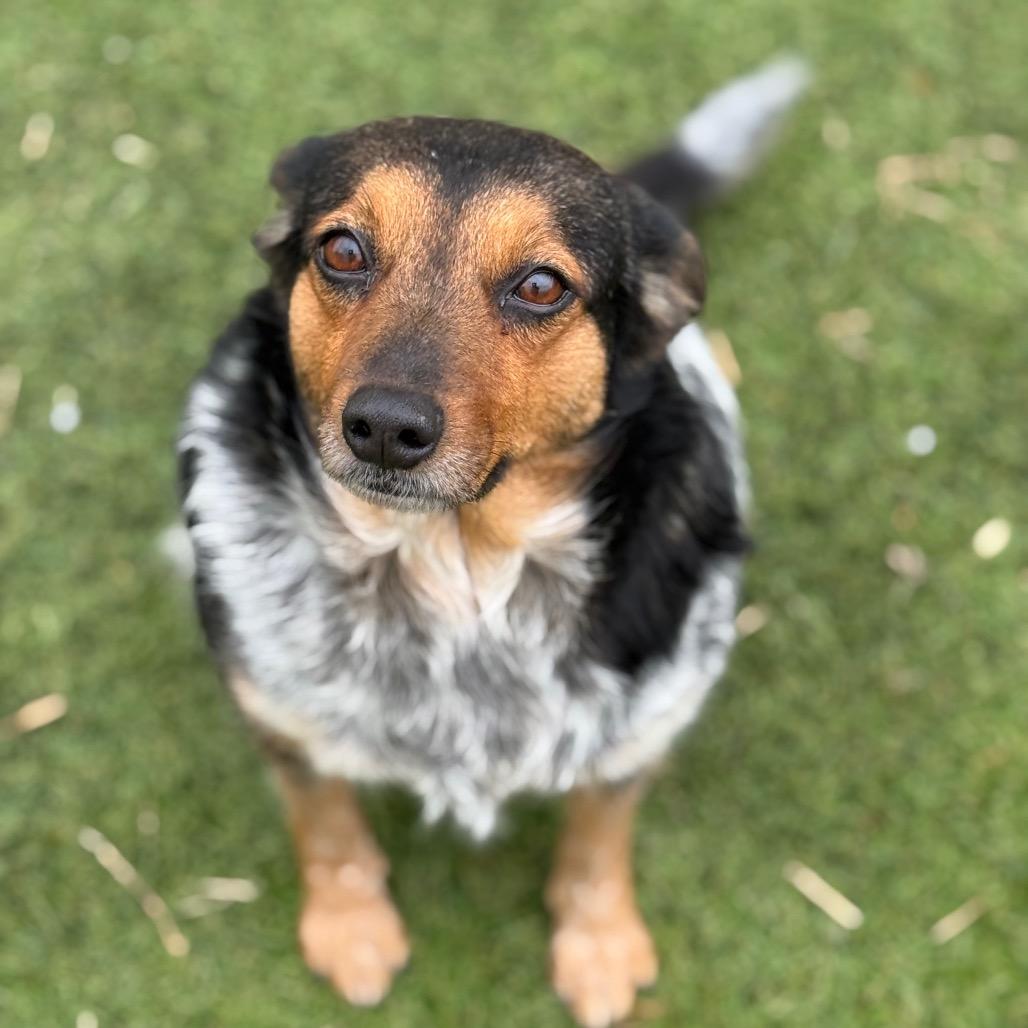 Enlarge Queenie, a Adoptable Australian Cattle Dog / Blue Heeler in Tulsa, OK image 4/6