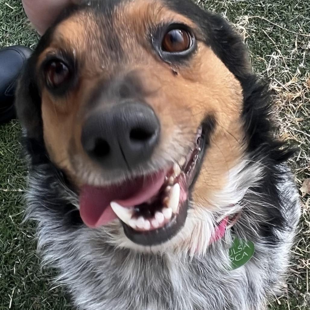 Enlarge Queenie, a Adoptable Australian Cattle Dog / Blue Heeler in Tulsa, OK image 5/6