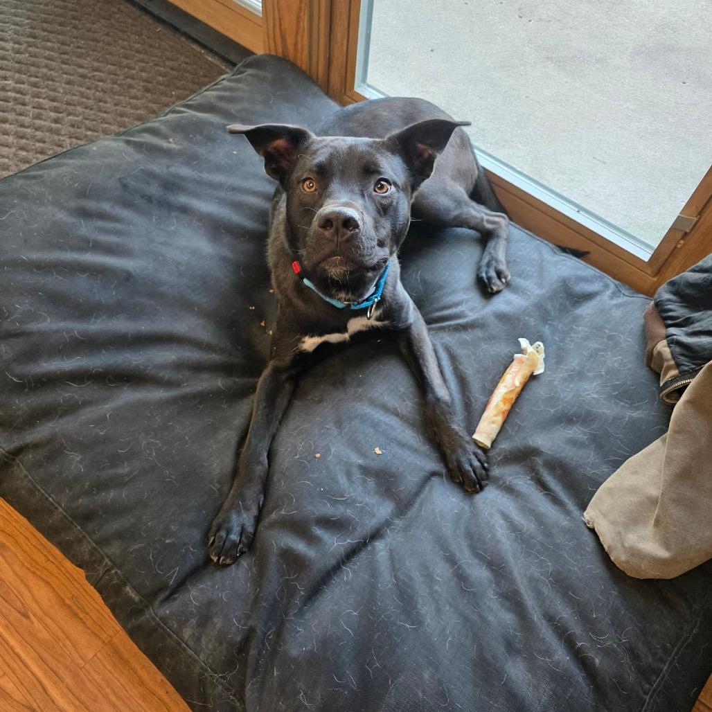 Enlarge Peter, a Adoptable mixed breed in Tomah, WI image 2/6