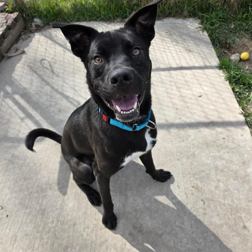 Enlarge Peter, a Adoptable mixed breed in Tomah, WI image 3/6
