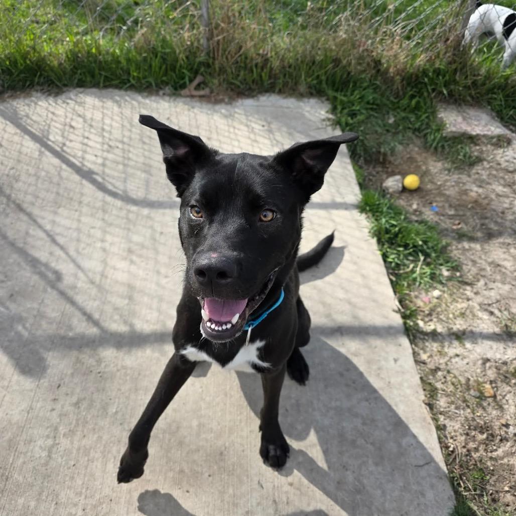 Enlarge Peter, a Adoptable mixed breed in Tomah, WI image 4/6