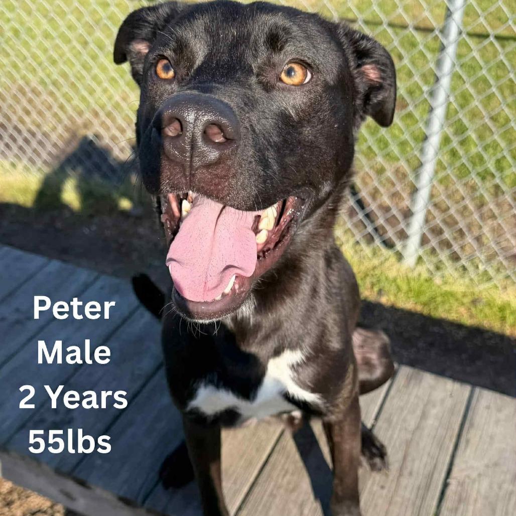 Enlarge Peter, a Adoptable mixed breed in Tomah, WI image 5/6