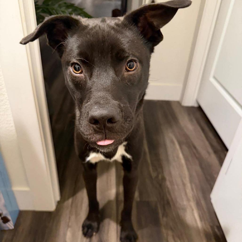 Enlarge Peter, a Adoptable mixed breed in Tomah, WI image 5/6