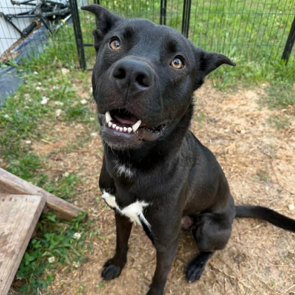 Enlarge Peter, a Adoptable mixed breed in Tomah, WI image 6/6