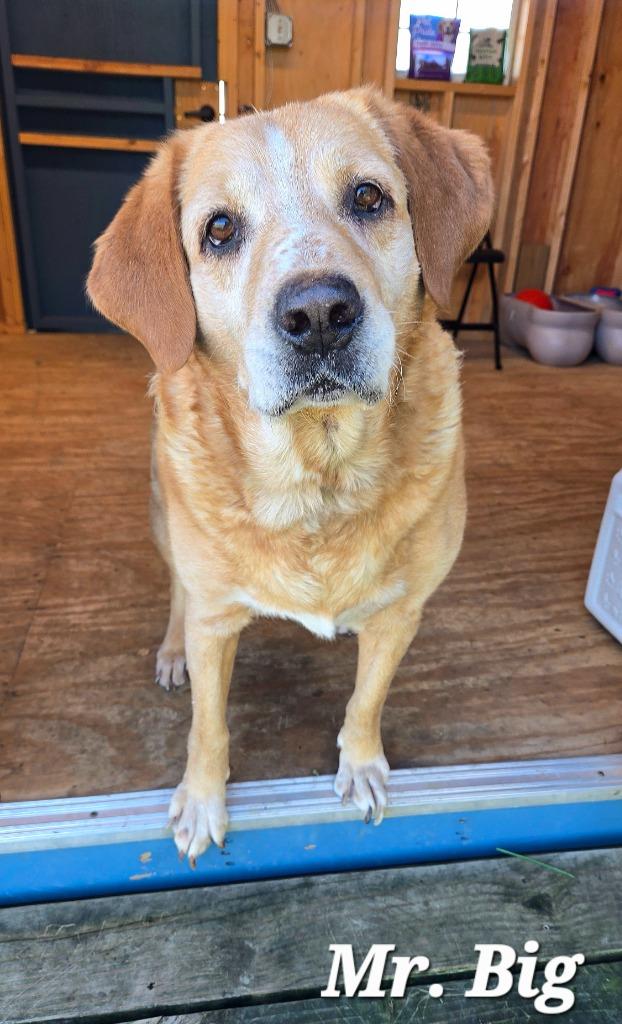 Mr. Big Yrly 409, Adoptable, Adult Male Labrador Retriever.
