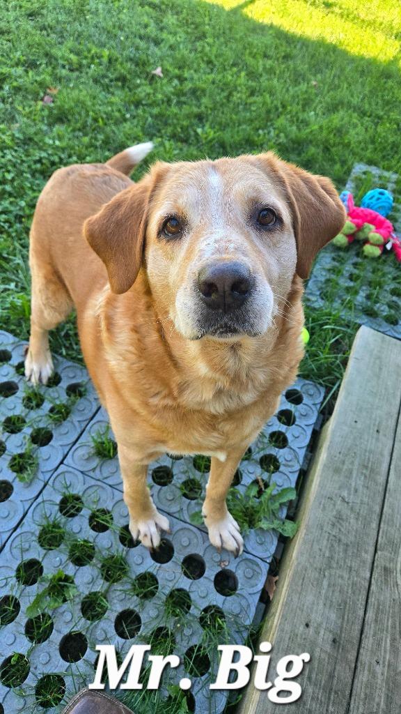 Enlarge Mr. Big Yrly 409, a Adoptable Labrador Retriever in Sidney, OH image 2/5