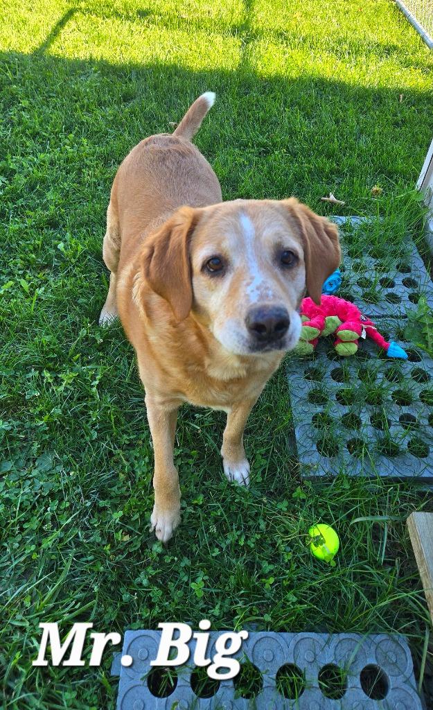 Enlarge Mr. Big Yrly 409, a Adoptable Labrador Retriever in Sidney, OH image 3/5