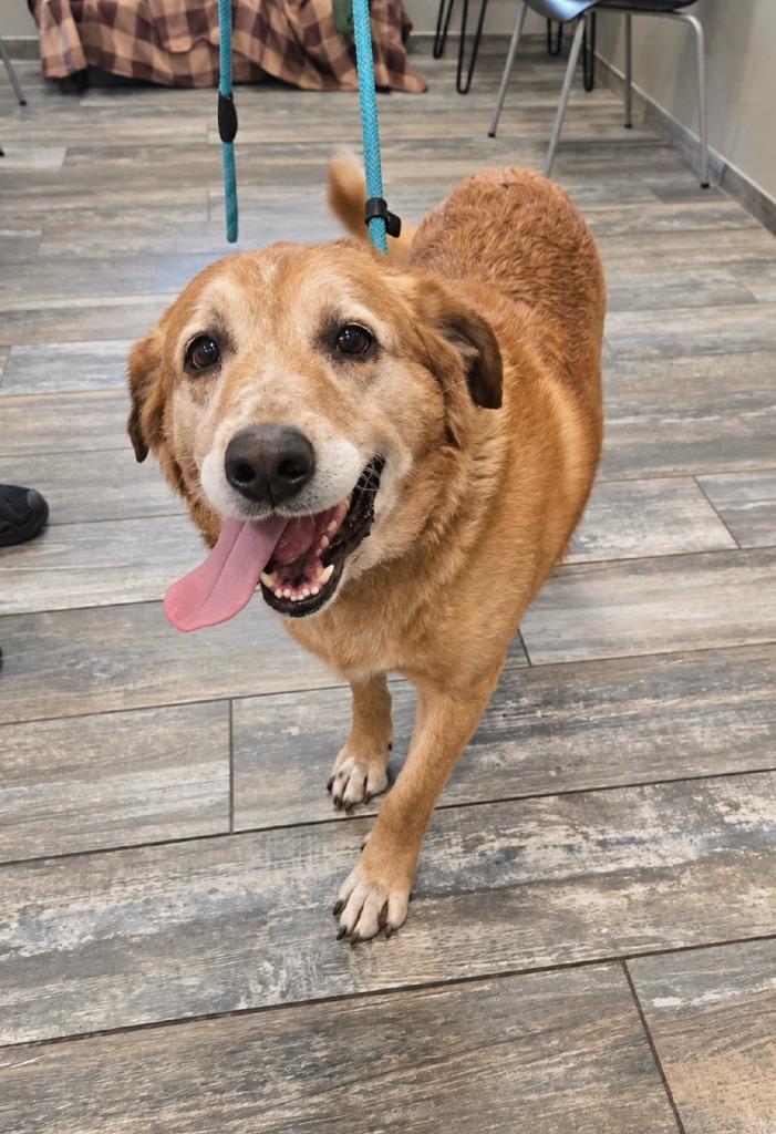 Enlarge Mr. Big Yrly 409, a Adoptable Labrador Retriever in Sidney, OH image 4/5