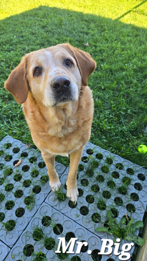 Enlarge Mr. Big Yrly 409, a Adoptable Labrador Retriever in Sidney, OH image 5/5