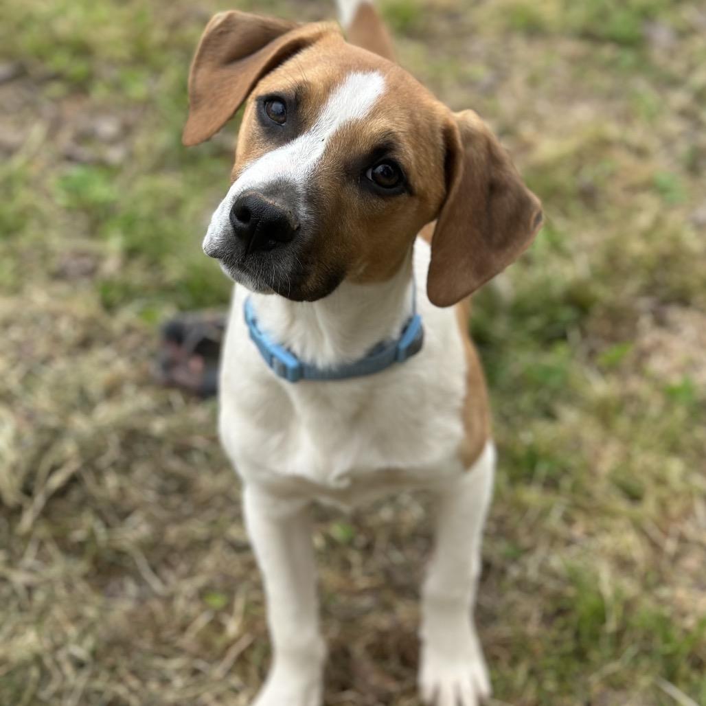 Enlarge Isaac, a Adoptable Mixed Breed in Clarksville, AR image 1/6