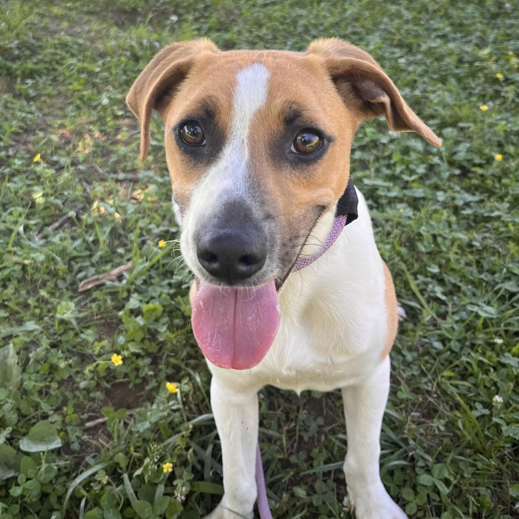 Enlarge Isaac, a Adoptable Mixed Breed in Clarksville, AR image 5/6