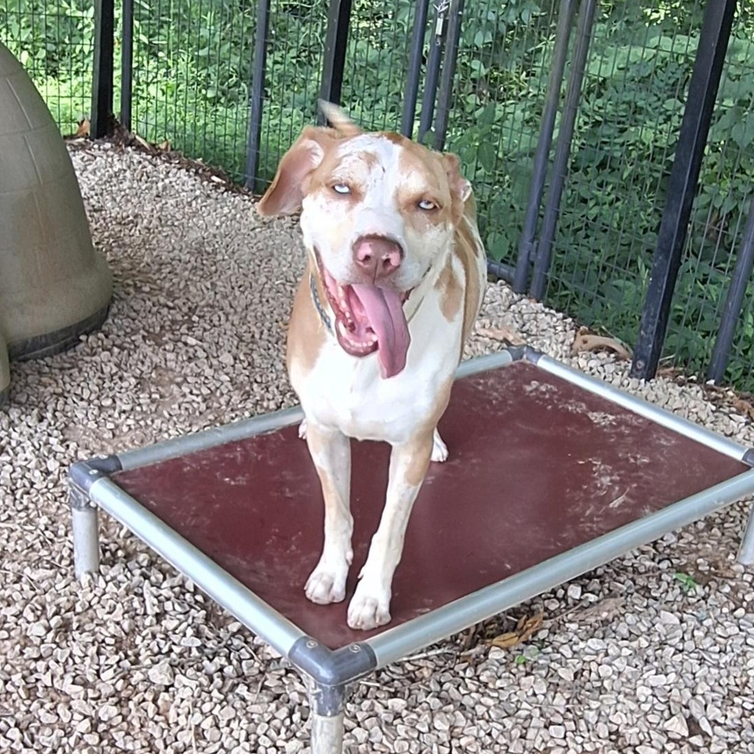 Nash - a big goof!, Adult Male Catahoula Leopard Dog