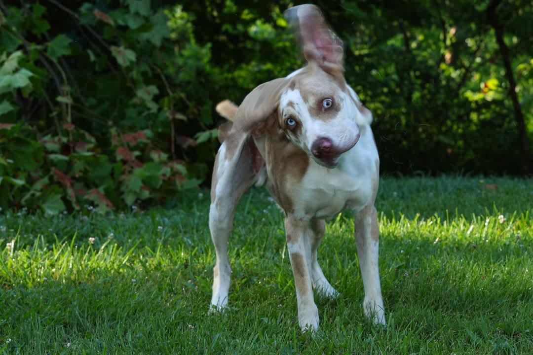Nash - a big goof! photo 5