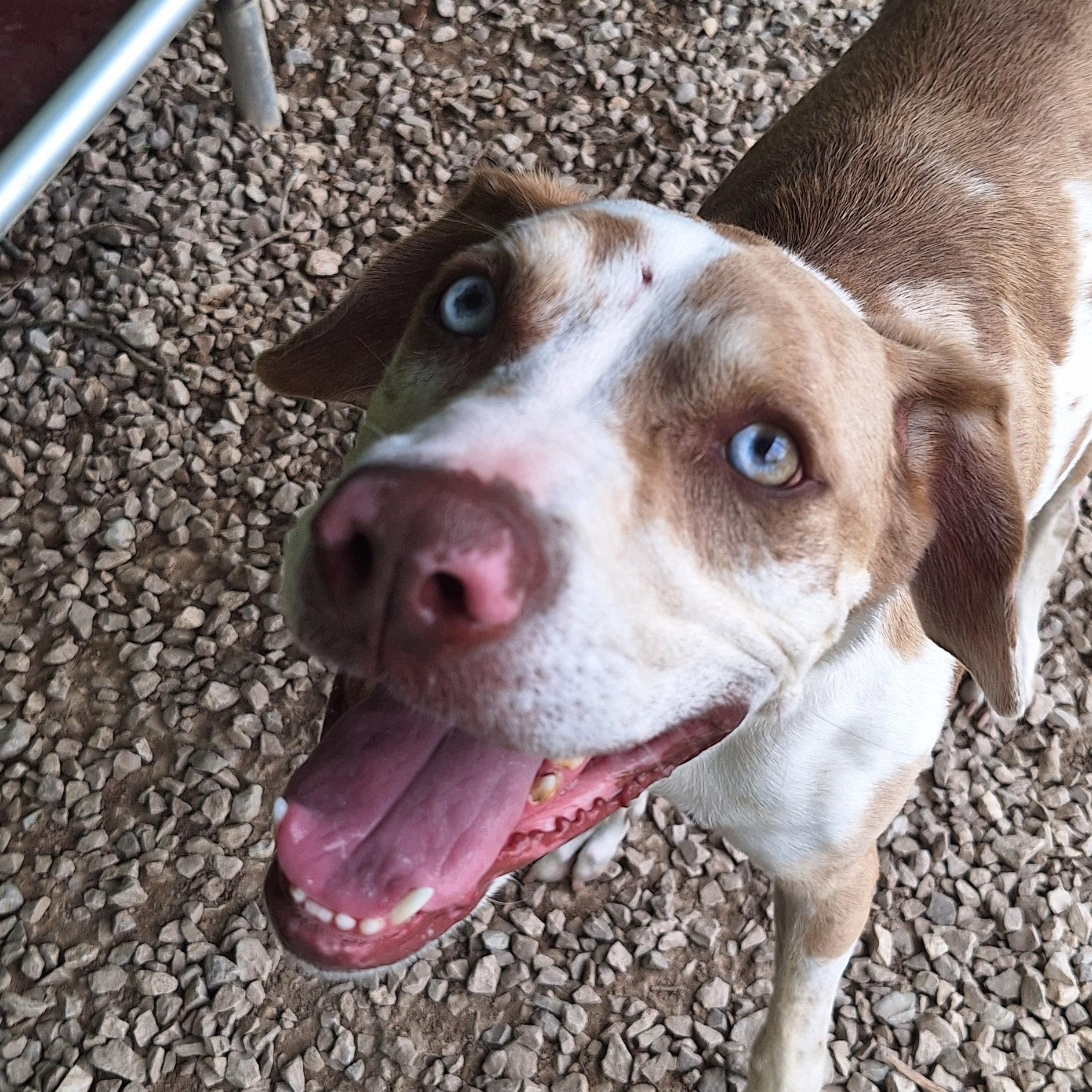Nash - a big goof! photo 2