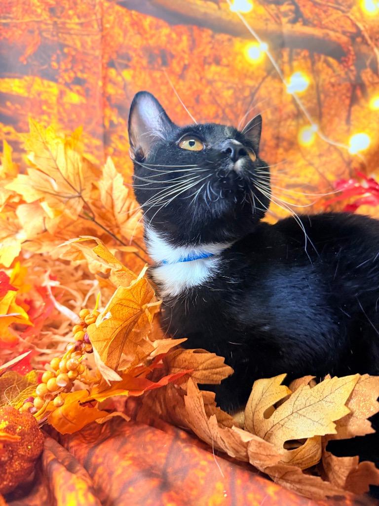 SPRIG, Adoptable, Young Female Domestic Short Hair.