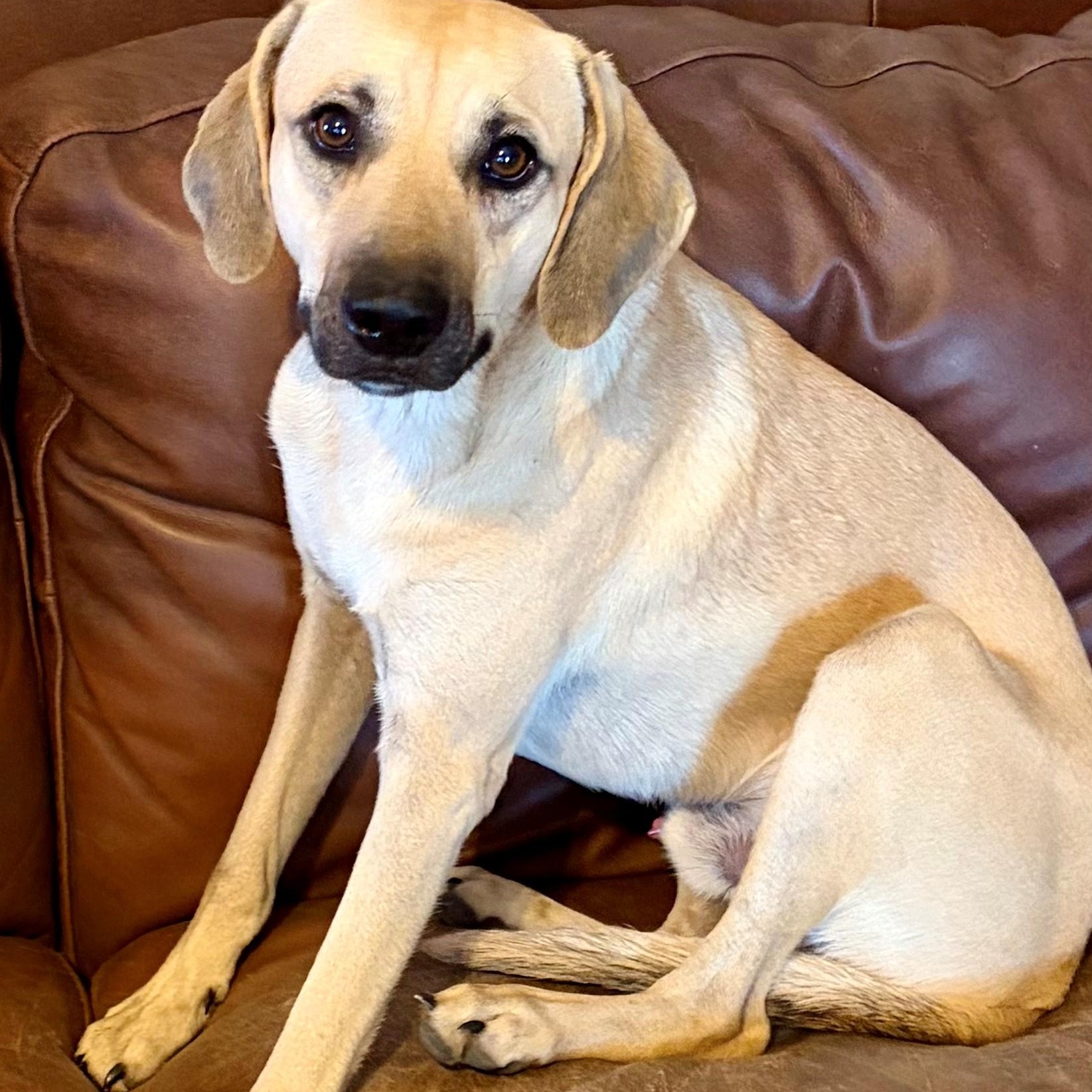 Enlarge MaRoo-Needs a sidekick, a Adoptable mixed breed in Albany, NY image 2/6