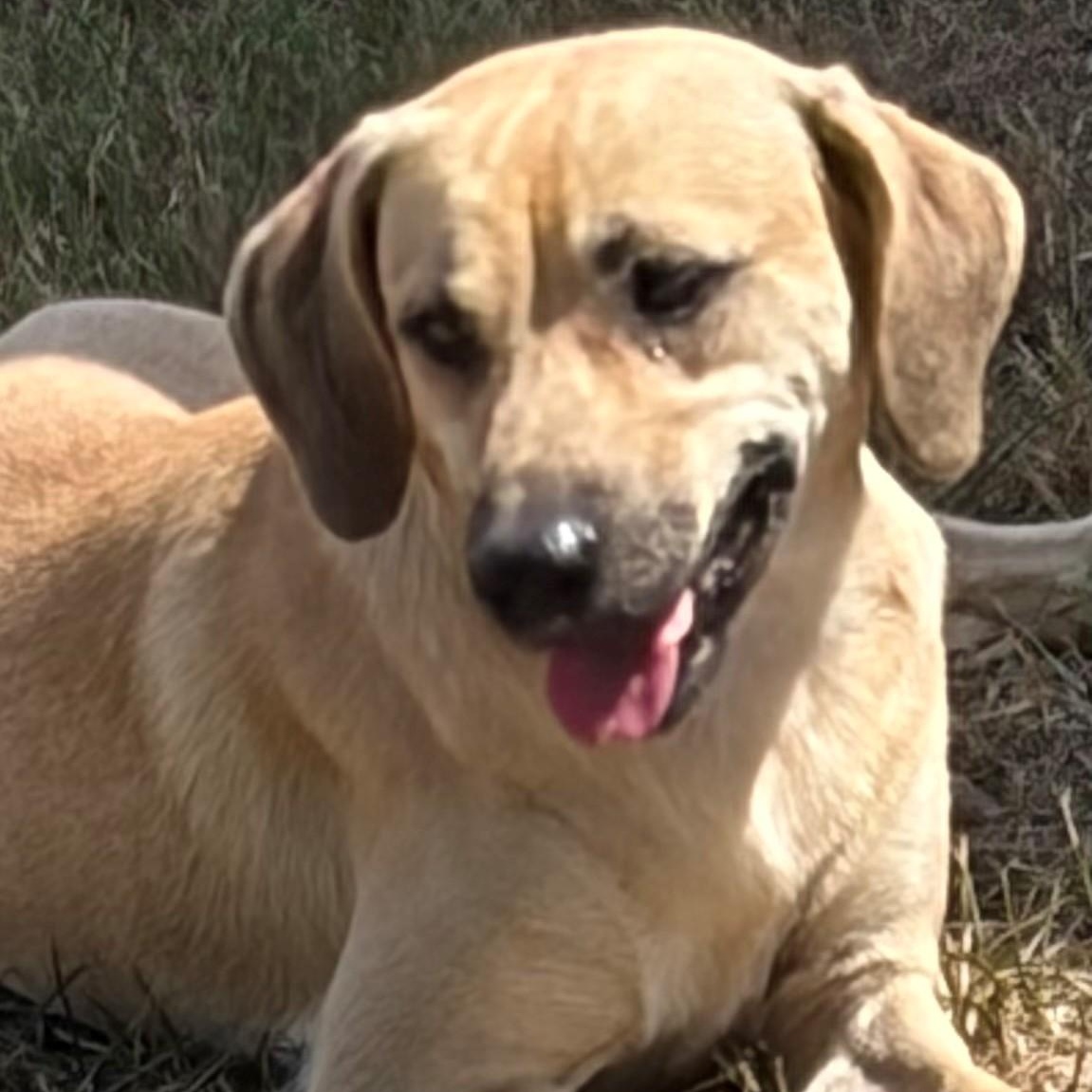Enlarge MaRoo-Needs a sidekick, a Adoptable mixed breed in Albany, NY image 1/6