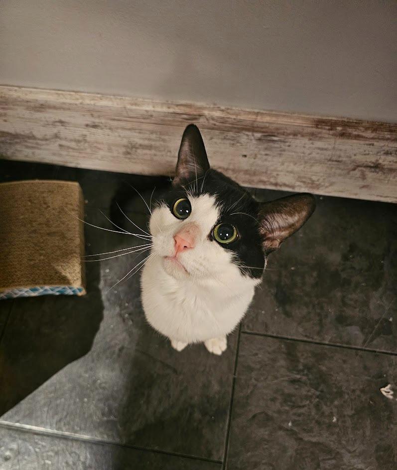 Boo, a Adoptable mixed breed in St. Cloud, MN image 1/4