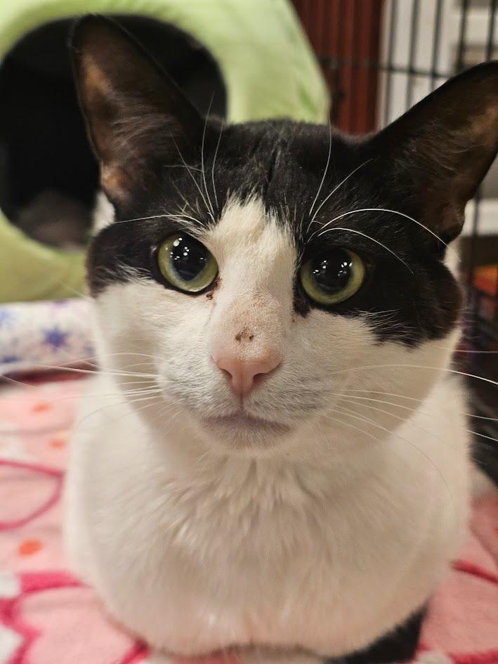 Boo, a Adoptable mixed breed in St. Cloud, MN image 2/4