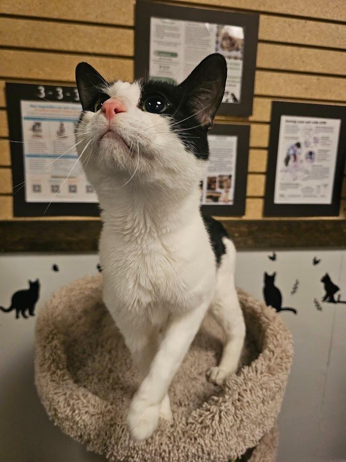 Boo, a Adoptable mixed breed in St. Cloud, MN image 4/4