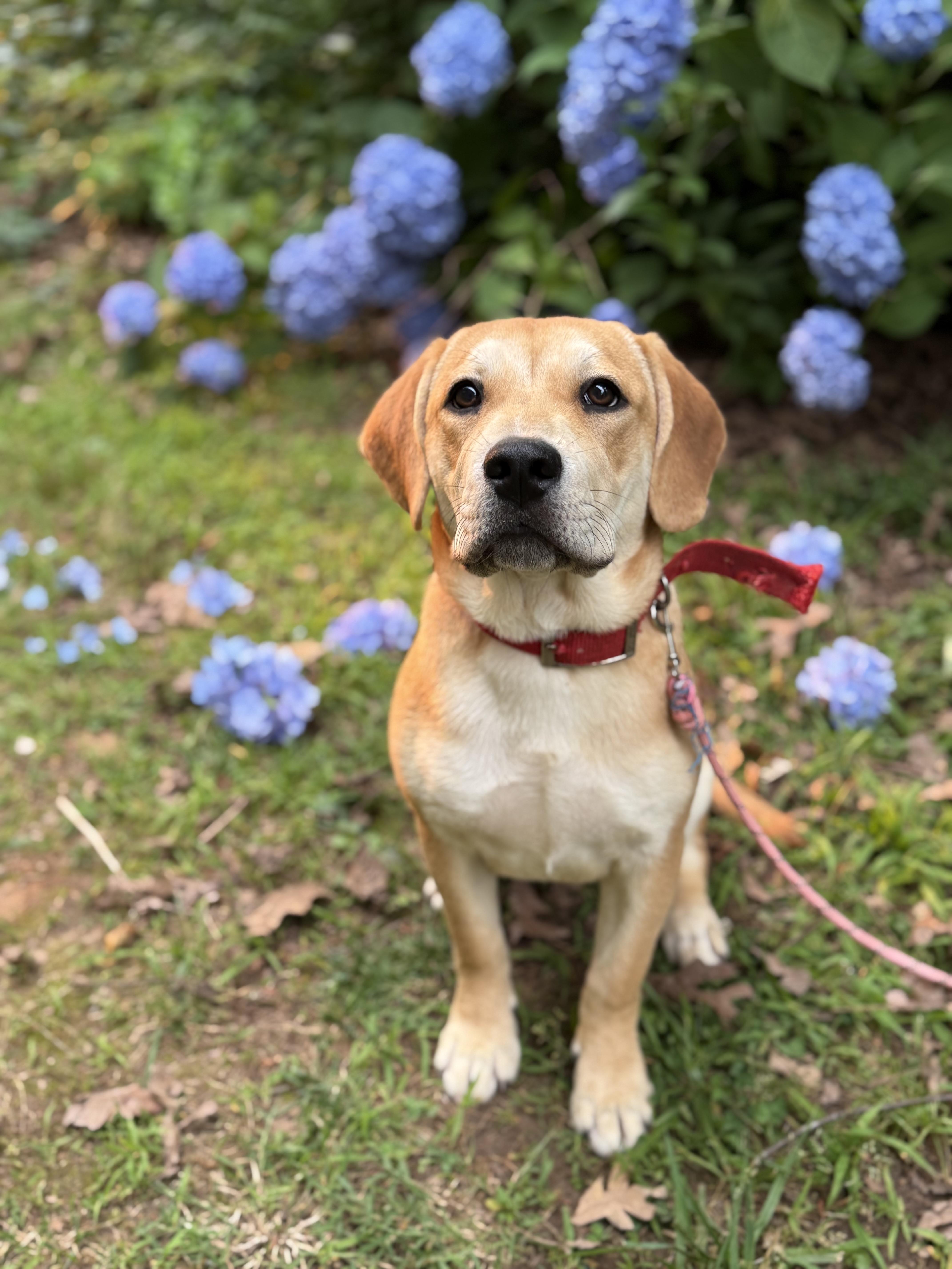 Bailey, Adopted, Young Female Yellow Labrador Retriever & Beagle.