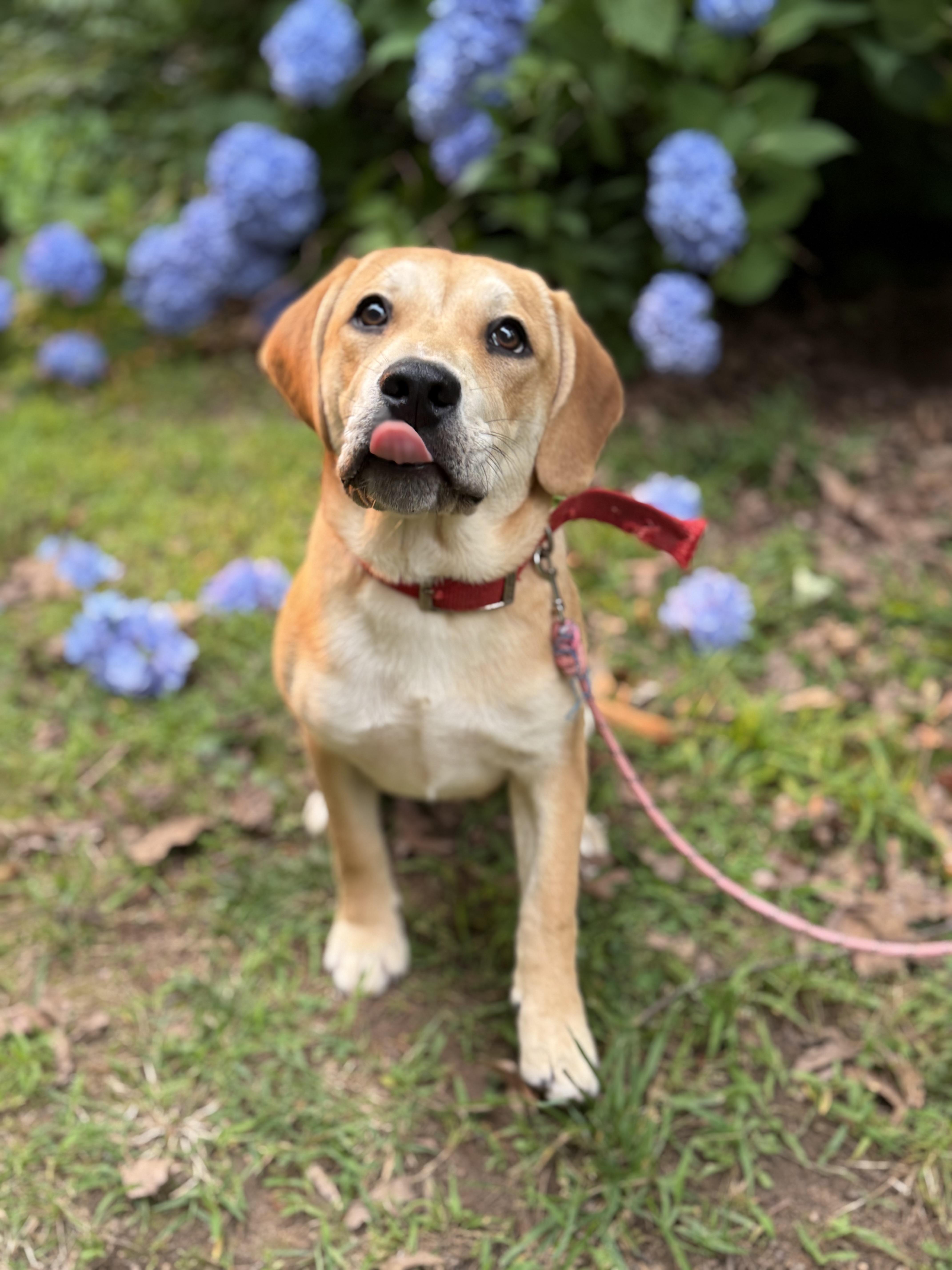 Enlarge Bailey, a Adopted mixed breed in Reidsville, NC image 2/3