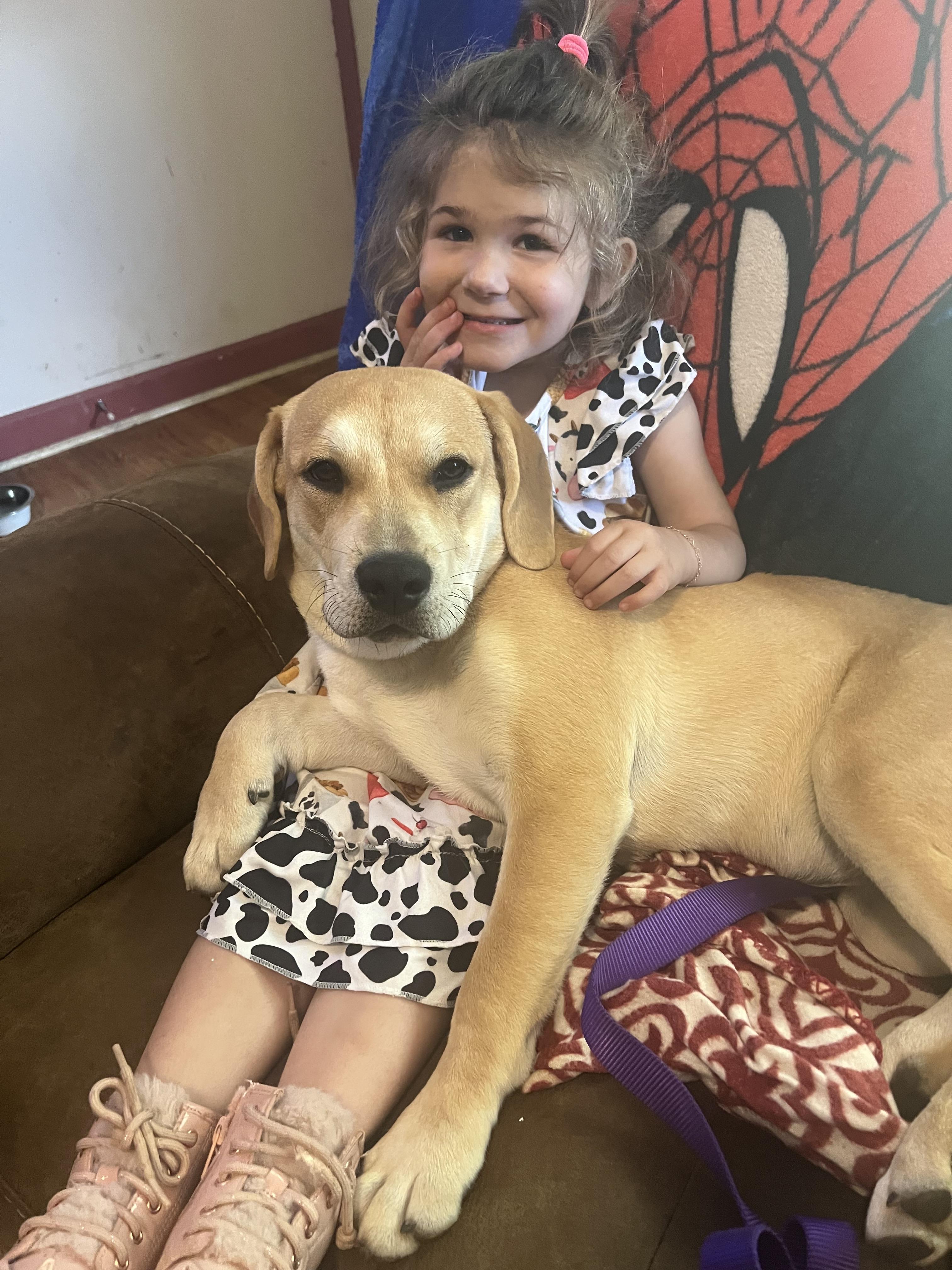 Enlarge Bailey, a Adopted mixed breed in Reidsville, NC image 3/3