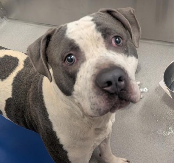 Loki, Adoptable, Adult Male Pit Bull Terrier.