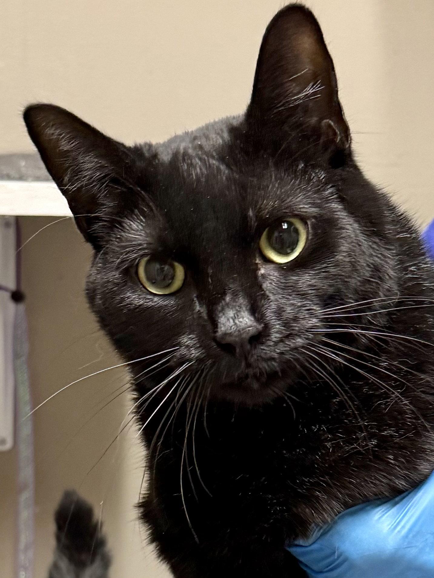 CAT - Alice, Adoptable, Young Female Domestic Short Hair.